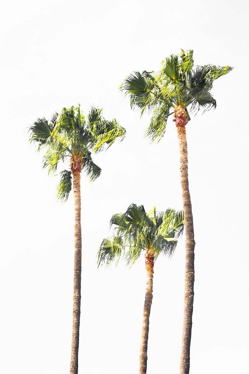 plant tall trees tree